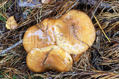 nice mushrooms of Suillus