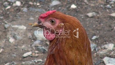 Hens, Chickens, Birds, Animals