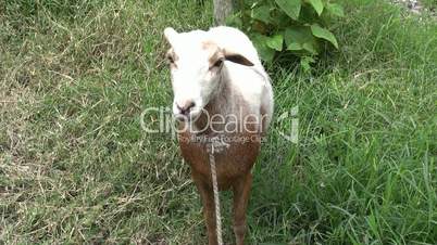 Sheep, Lambs, Livestock, Farm Animals