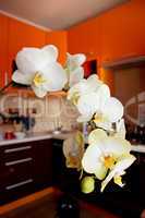 branch of blossoming yellow orchid in luxurious kitchen