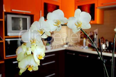 branch of blossoming yellow orchid in luxurious kitchen