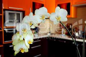branch of blossoming yellow orchid in luxurious kitchen