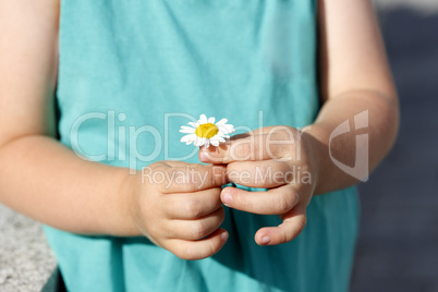 Small girl holds beautiful daisy in her hand