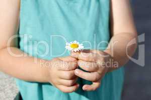 Small girl holds beautiful daisy in her hand