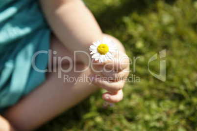 Small girl holds beautiful daisy in her hand