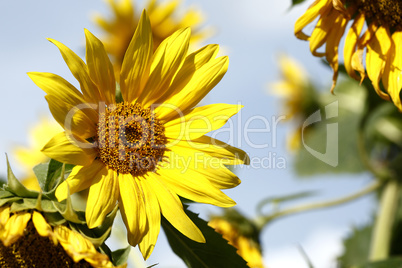 Beautiful yellow sunflowers in a blue sky