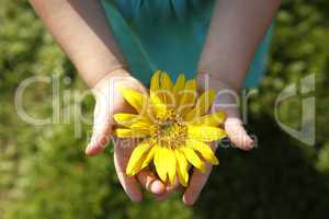 Small girl holds beautiful sunflower in her hands