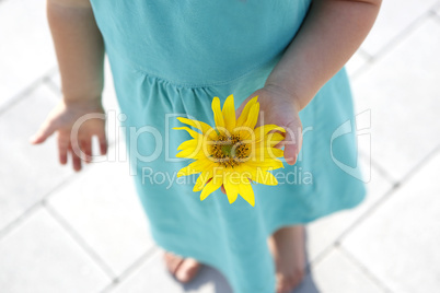 Small girl holds beautiful sunflower in her hands