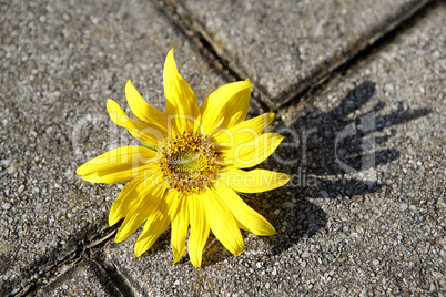 Beautiful yellow sunflower on a stone ground