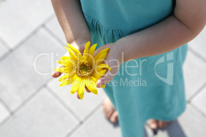 Small girl holds beautiful sunflower in her hands