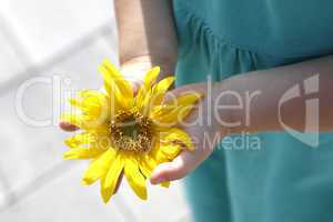 Small girl holds beautiful sunflower in her hands