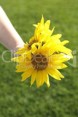 Small girl holds beautiful sunflowers in her hand