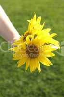 Small girl holds beautiful sunflowers in her hand