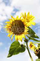 Beautiful yellow sunflowers in a blue sky