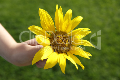 Girl holds beautiful sunflower