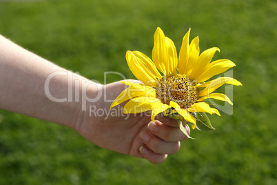 Small girl holds beautiful sunflower