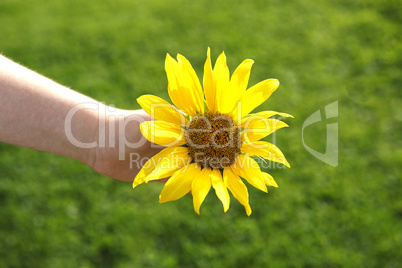 Small girl holds beautiful sunflower