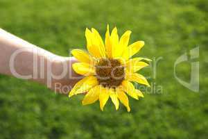 Small girl holds beautiful sunflower