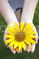 Girl holds beautiful sunflower
