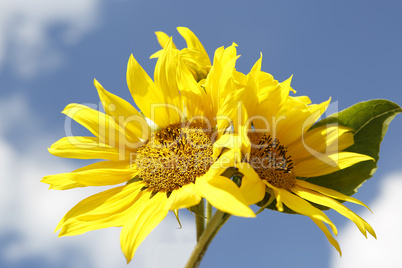 Beautiful yellow sunflowers in a blue sky