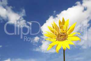 Beautiful yellow sunflower in a blue sky