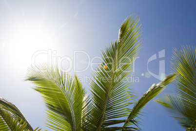 Beautiful palm trees