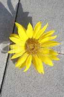 Beautiful yellow sunflower on a stone ground