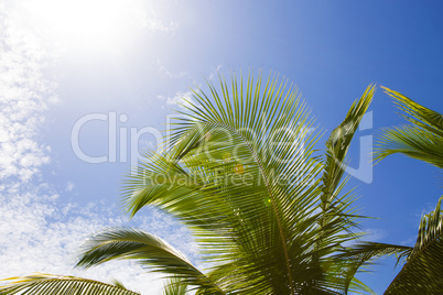 Beautiful palm trees with blue sky and white clouds