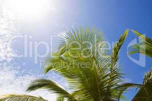Beautiful palm trees with blue sky and white clouds