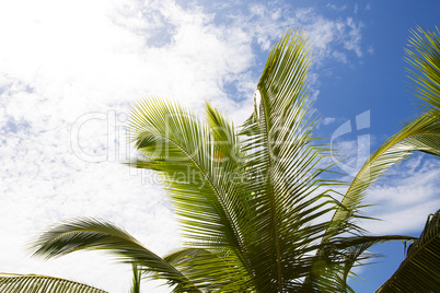 Beautiful palm trees with cloudy blue sky