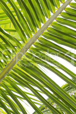 Closeup of beautiful palm trees