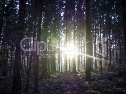 Wald im Gegenlicht der Abendsonne