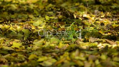 leaf litter in the woods