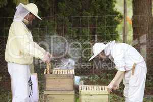 Beekeeper at work with bees