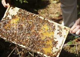 Hive with honey