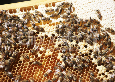 hive on honeycomb