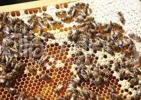 hive on honeycomb