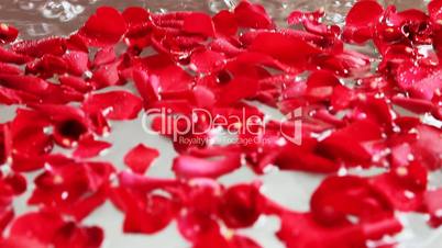 Red rose petals in bathtub with running shower, Hotel Amar Villas, Agra, Uttar Pradesh, India