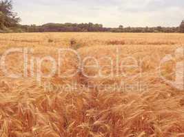 Retro look Barleycorn field