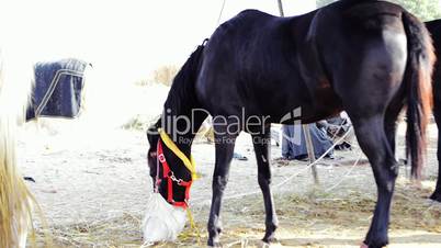 Locked-on shot of a horse eating food at Pushkar Fair