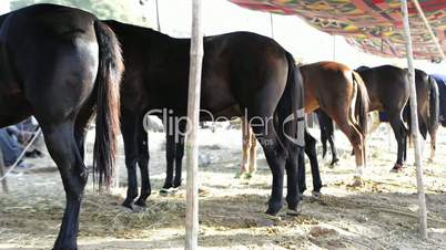 Locked-on shot of horses at Pushkar Fair
