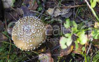 Amanita pantherina. mushrooms in the forest