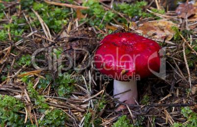 Russula emetica. mushrooms in the forest