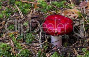 Russula emetica. mushrooms in the forest