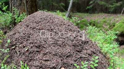 ants in an anthill