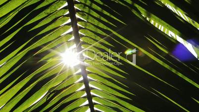 Shot of sunlight through palm frond