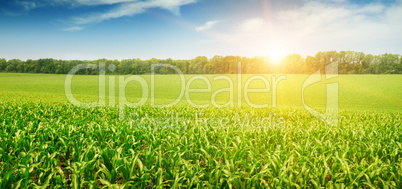 sunrise over the corn field