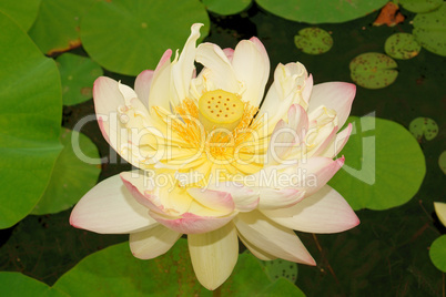 Lotus flower