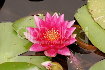 Purple water lily