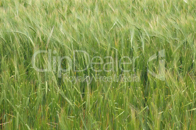 field of barley